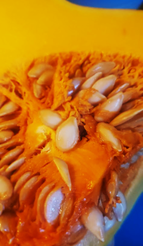 Roasted Butternut Squash